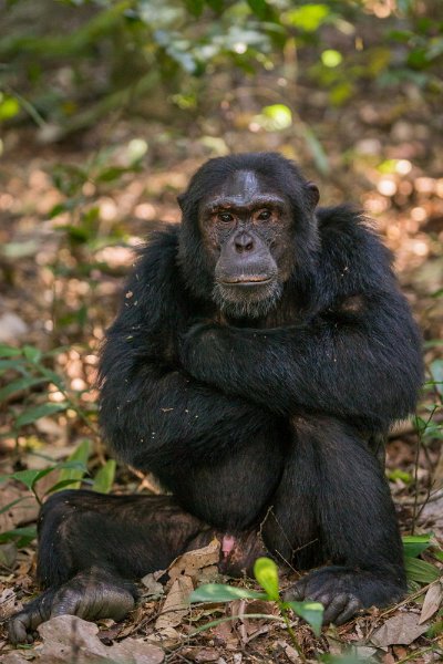 09 Oeganda, Kibale Forest, chimpansee.jpg